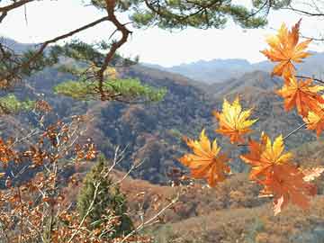 黄山国际商业中心，投资机遇与市场展望